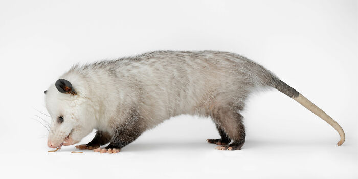 Opossum captured by Greg Murray showing a unique expression against a plain white background in a studio setting.