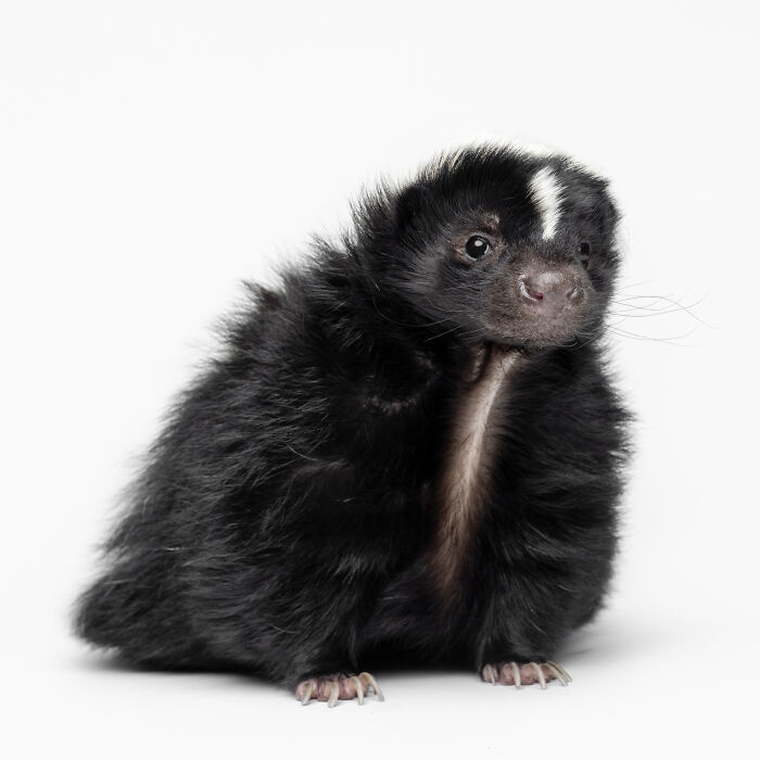 Fluffy black baby skunk photographed by Greg Murray showcasing unique animal expressions on a white background.