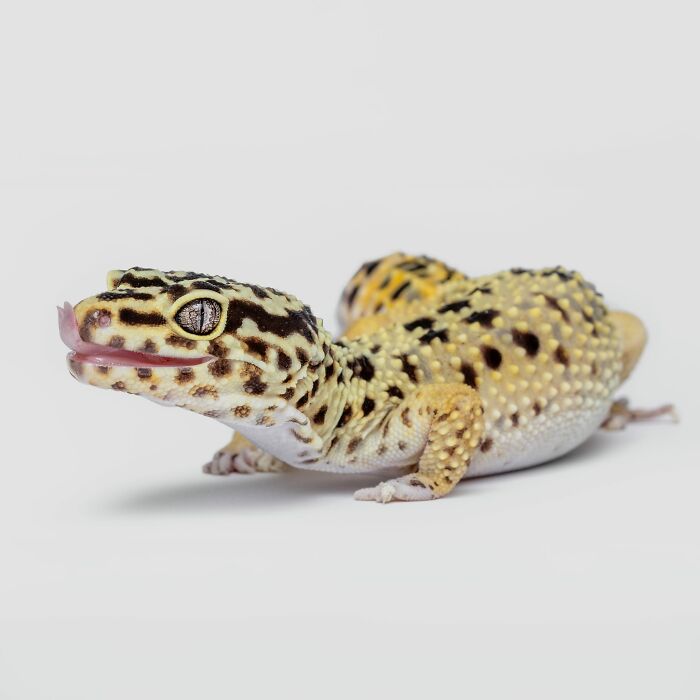 Leopard gecko with textured skin and patterned markings captured by Greg Murray showcasing priceless animal expressions.