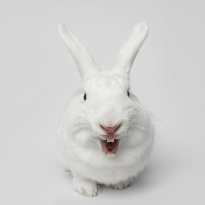 White rabbit with a funny expression photographed by Greg Murray, showcasing priceless animal faces in a studio setting.