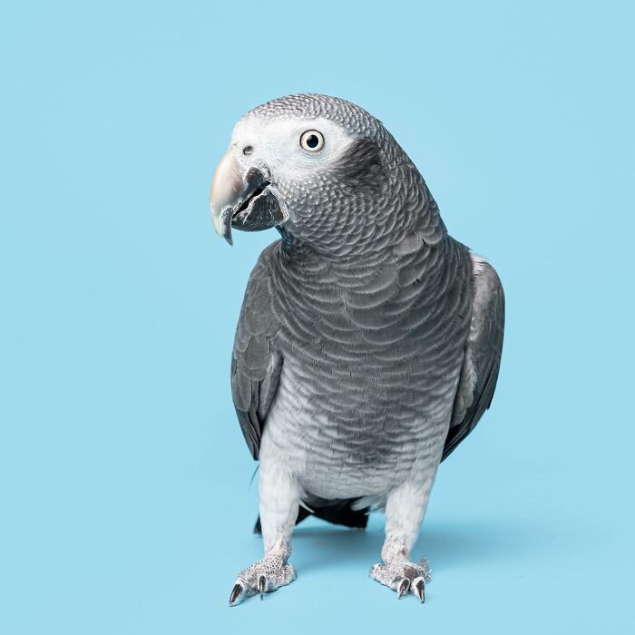 African grey parrot with curious expression against a blue background, from Greg Murray photographed animals series.