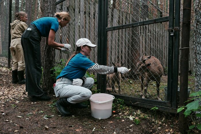 Three women feeding animals behind a wire fence, illustrating times people fell for scams and how it affected them.