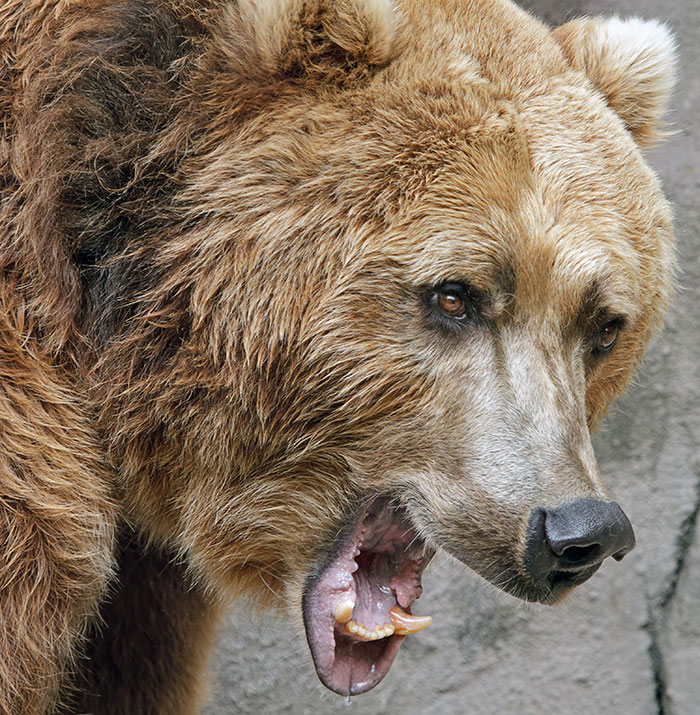 Grizzly Bear Attacks Class Of Kids, Who Are Left Desperately Fighting For Their Lives Grizzly Bear Attacks Class Of Kids, Who Are Left Desperately Fighting For Their Lives