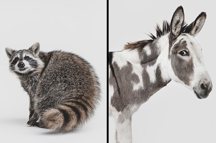 Photographer Captured 44 Animals You Don’t Usually See In Portraits, And They All Nailed It