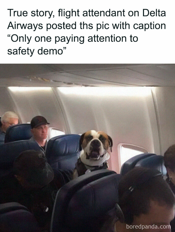 Dog sitting on an airplane seat among passengers, featured in a humorous aviation meme about safety demos.