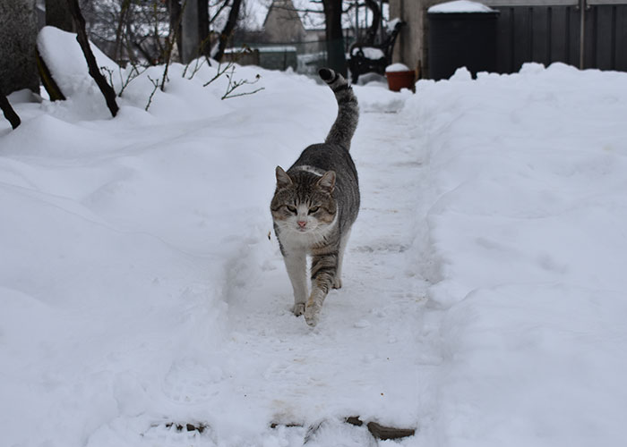 Tabby cat walking on a snow-covered path, showcasing moments that weren’t what they looked like in a winter setting.
