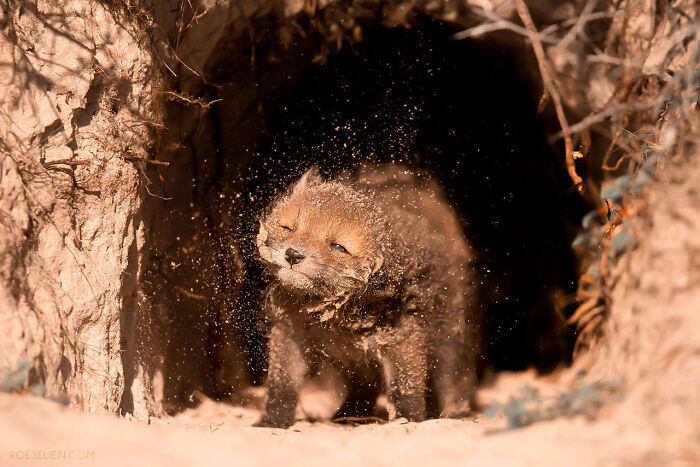 Foxes Are Way More Incredible Than You Think&mdash;Here Are 31 Proofs