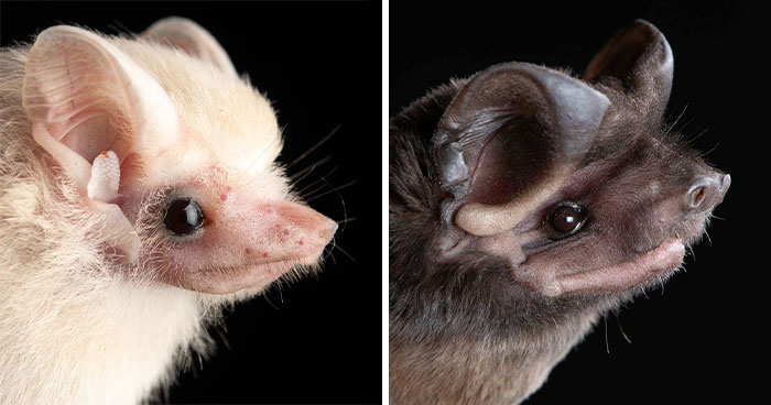 This Biologist Photographed 30 Different Bats To Show How Cute and Unique They Really Are