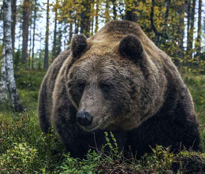 Grizzly Bear Attacks Class Of Kids, Who Are Left Desperately Fighting For Their Lives Grizzly Bear Attacks Class Of Kids, Who Are Left Desperately Fighting For Their Lives