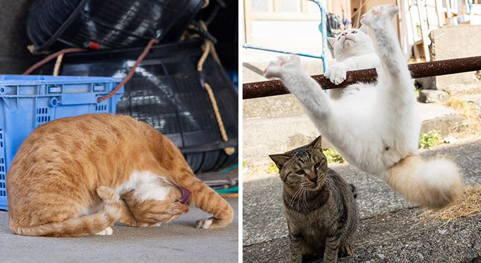 Celebrating The Quirky And Playful Side Of Cats: 50 Of The Best Photos By Masayuki Oki