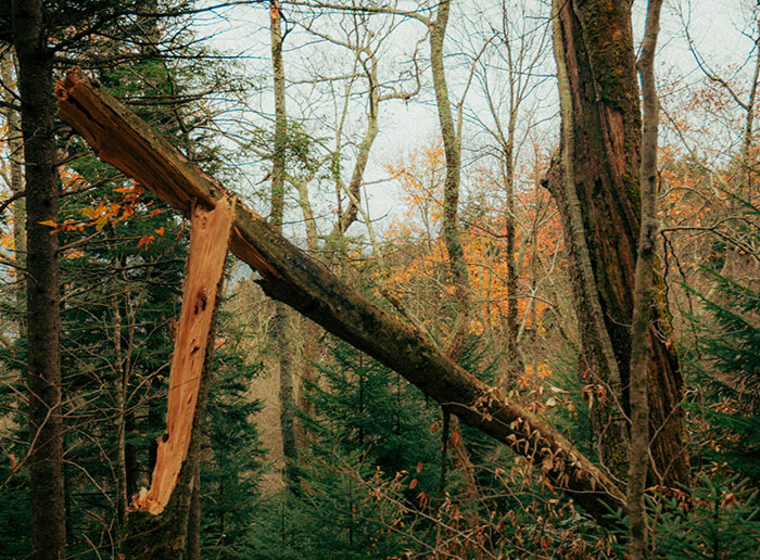 Broken tree branch caught in forest, illustrating moments when people got truly lucky in nature and avoided danger.