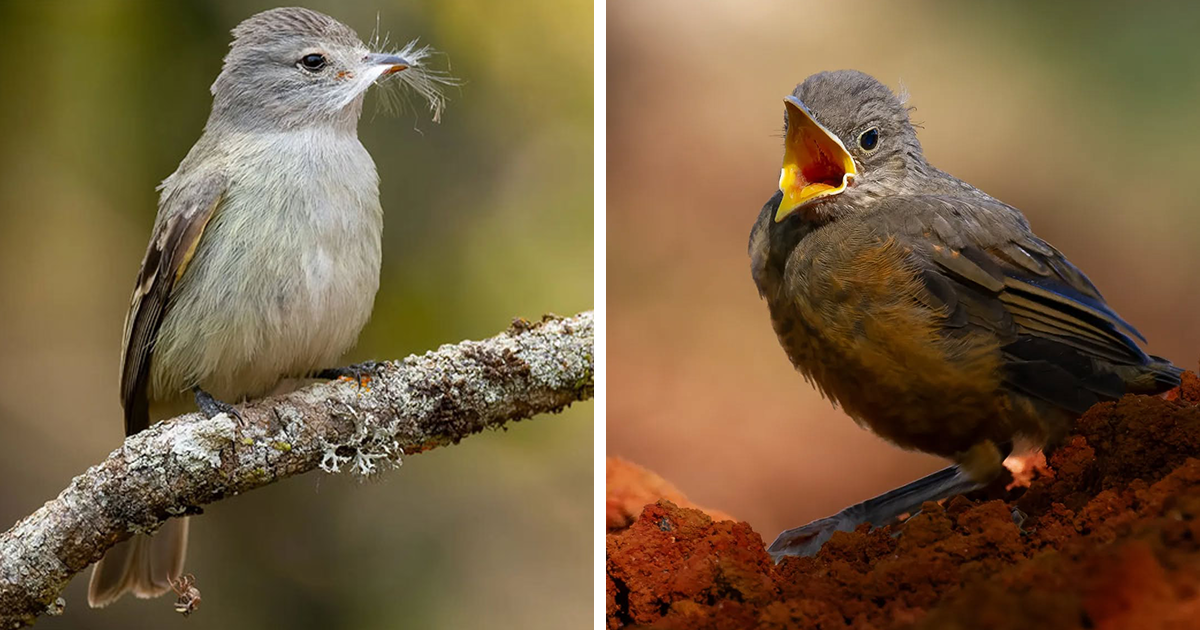 A Colorful Journey Through Brazil's Birdlife In 60 Stunning Photos