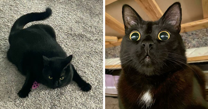 40 Of The Cutest Black Cats From “OneBlackBraincell” Community