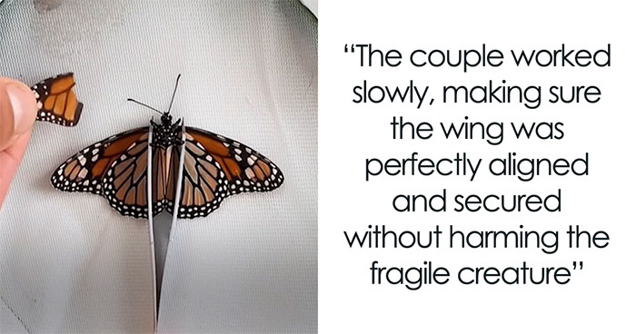 Kindhearted Couple Repaired A Monarch Butterfly’s Wing And Helped It Fly Again