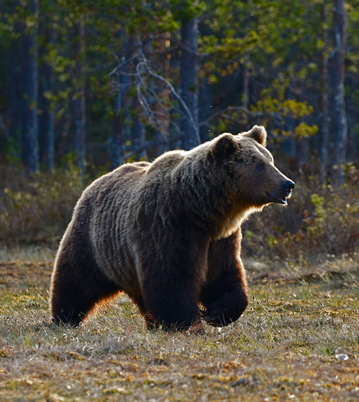 Grizzly Bear Attacks Class Of Kids, Who Are Left Desperately Fighting For Their Lives Grizzly Bear Attacks Class Of Kids, Who Are Left Desperately Fighting For Their Lives