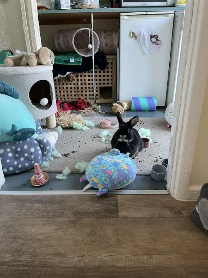 Black rabbit sitting amidst chewed toys and scattered stuffing in a messy room illustrating deceptive fluffballs by rabbit owners.