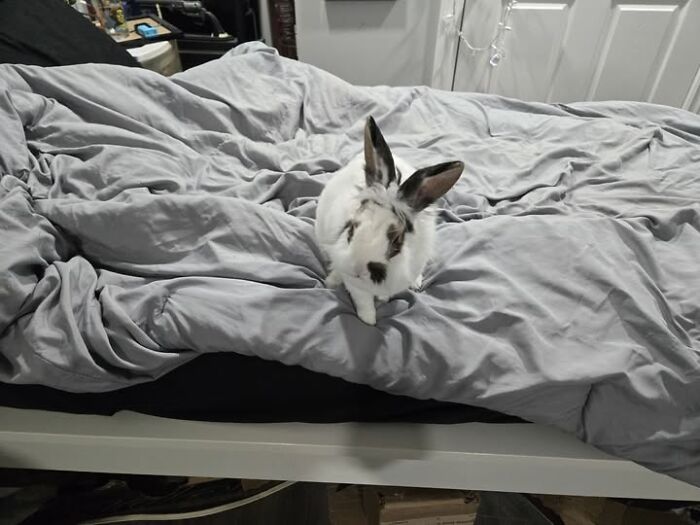 White and black rabbit sitting on a rumpled gray bedspread, showcasing deceptive fluffballs in a cozy bedroom setting.