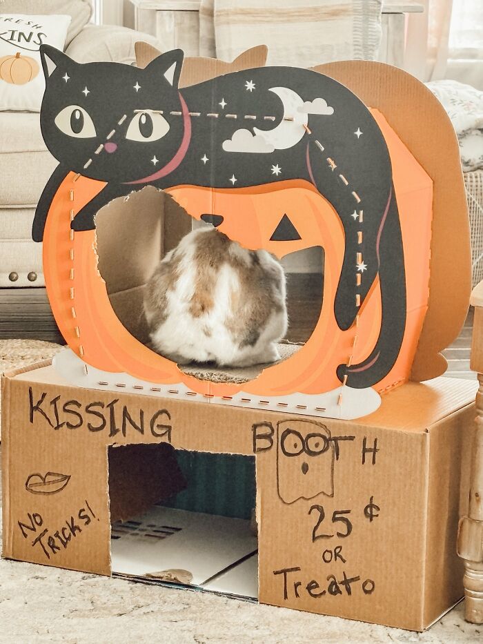 Fluffy rabbit sitting inside a Halloween-themed cardboard kissing booth with a black cat and pumpkin design.