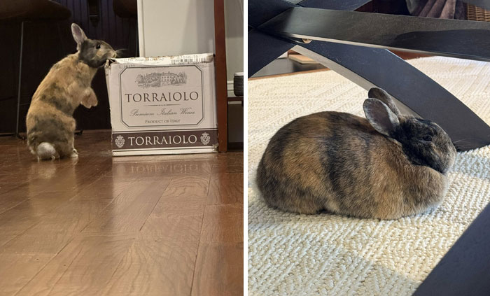 Two rabbits indoors, one standing on hind legs near a box, the other resting on a carpet under furniture, showing deceptive fluffballs.