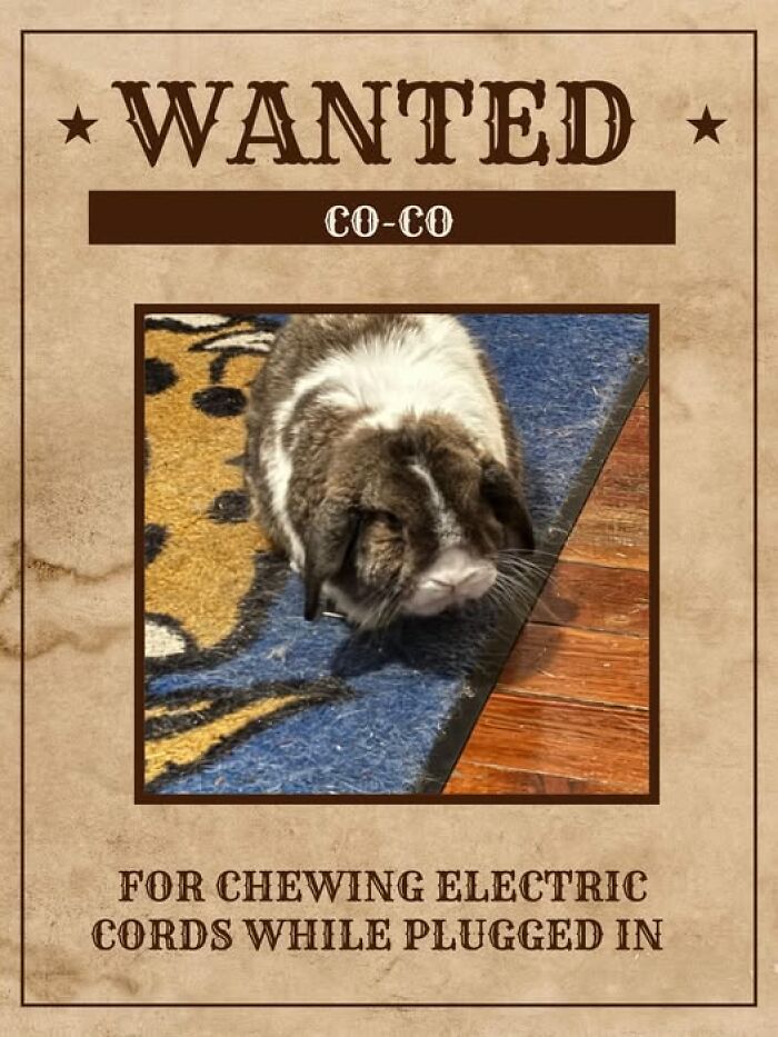 Wanted poster of a rabbit named Co-Co caught chewing electric cords with a vintage design and humorous tone.