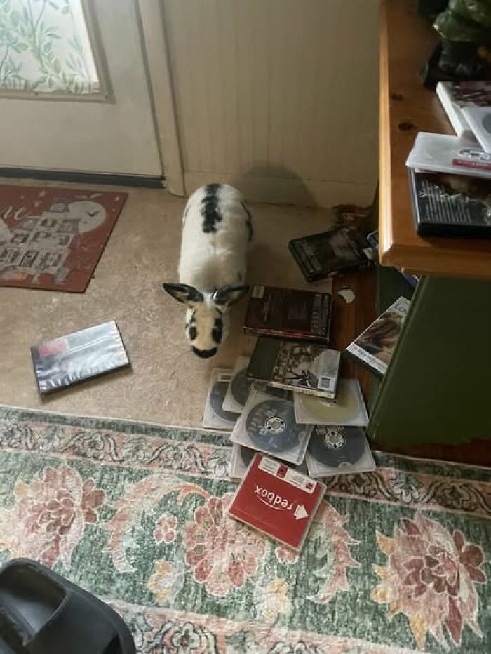 Rabbit surrounded by scattered DVD cases inside a home, showcasing the deceptive nature of these fluffy pets.