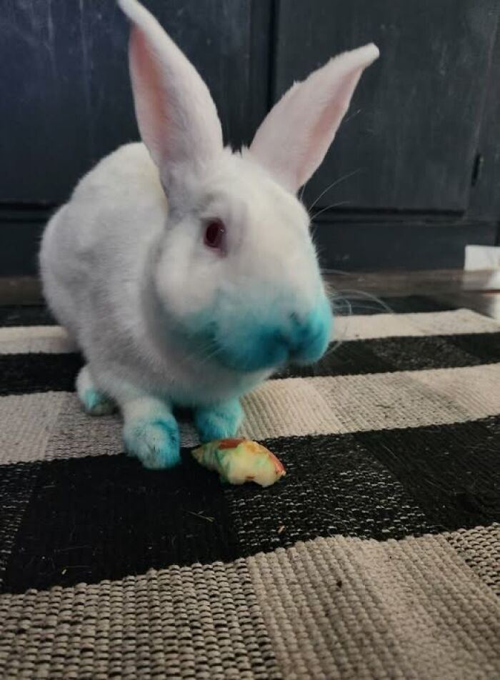 White rabbit with blue-stained paws and mouth sitting on a rug next to a small piece of food, showing deceptive fluffball behavior.