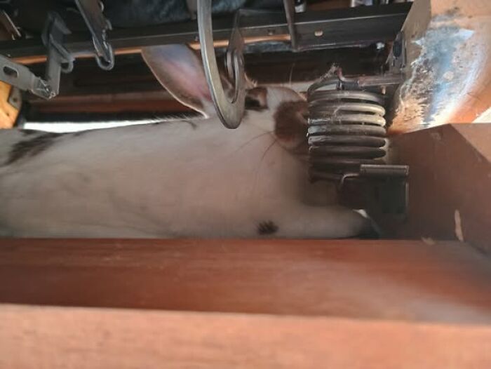 Rabbit hiding sneakily between wooden furniture and metal springs, showcasing deceptive fluffball behavior by rabbit owners.