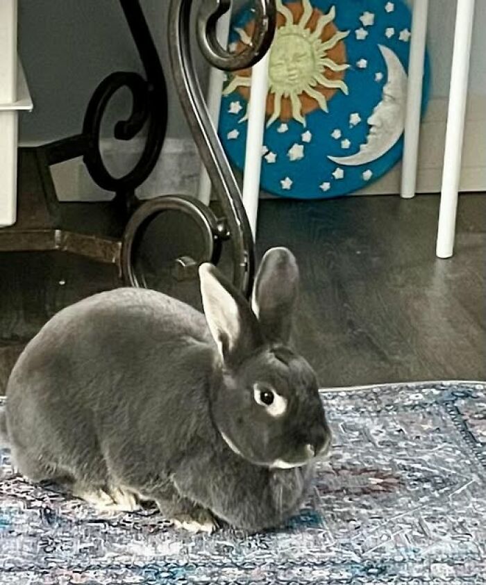 Gray rabbit sitting on a patterned rug indoors with decorative sun and moon art in the background, showcasing deceptive fluffball charm.
