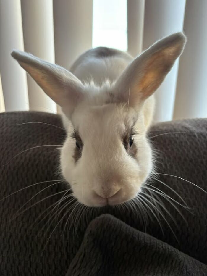 Close-up of a white rabbit with large ears and dark markings sitting on a couch, showcasing deceptive fluffballs charm.