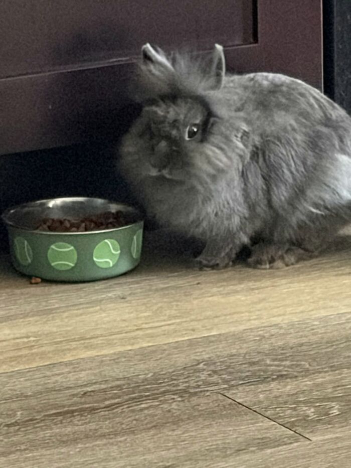 Fluffy gray rabbit sitting next to a green food bowl with tennis ball designs on a wooden floor indoors.