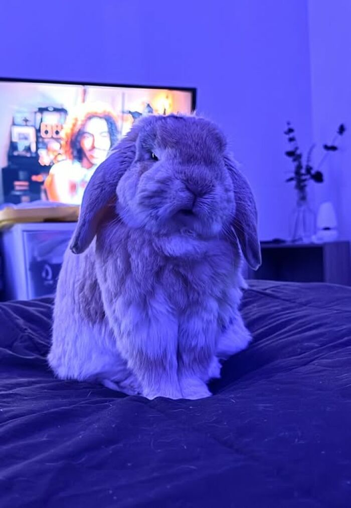 Fluffy rabbit sitting on a bed indoors under blue lighting, showcasing the deceptive charm of these hilarious rabbits.