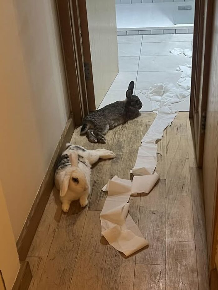 Two rabbits lounging on a wooden floor next to a trail of torn paper in a hallway, showing deceptive fluffballs mischief.