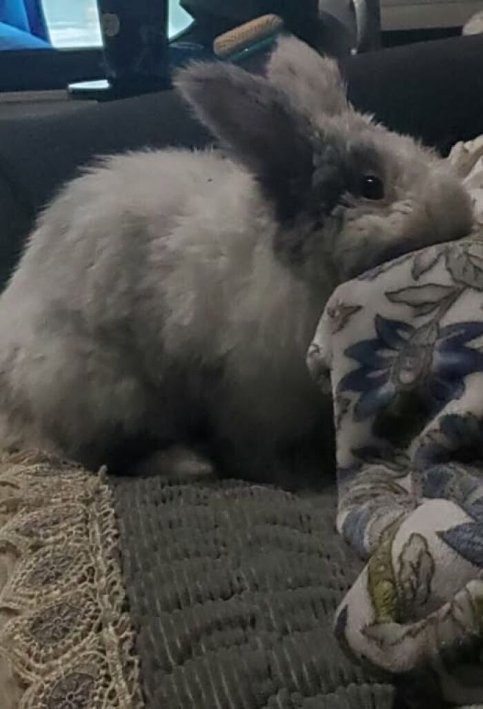 Fluffy rabbit sitting on a couch nibbling on a patterned blanket, showcasing deceptive fluffballs behavior by rabbit owners.