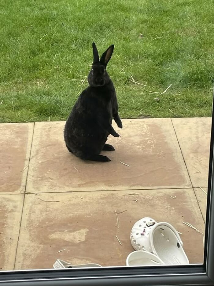 Black rabbit standing on hind legs outside on a patio, showcasing the deceptive fluffball behavior of rabbit owners' pets.