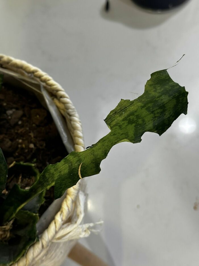 Close-up of a green leaf showing bite marks, highlighting the deceptive fluffballs known as rabbits chewing plants.