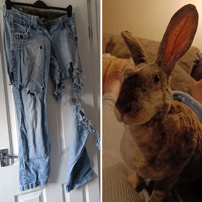 Pair of heavily chewed ripped jeans hanging next to a curious rabbit showing deceptive fluffball behavior.