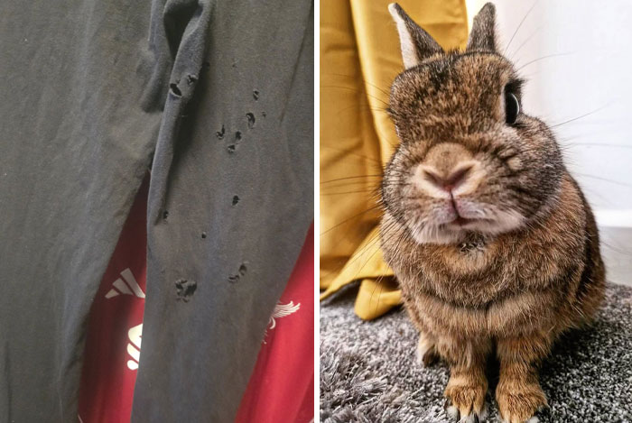 Torn black pants next to a close-up of a curious brown rabbit, highlighting deceptive fluffy behavior from rabbit owners.