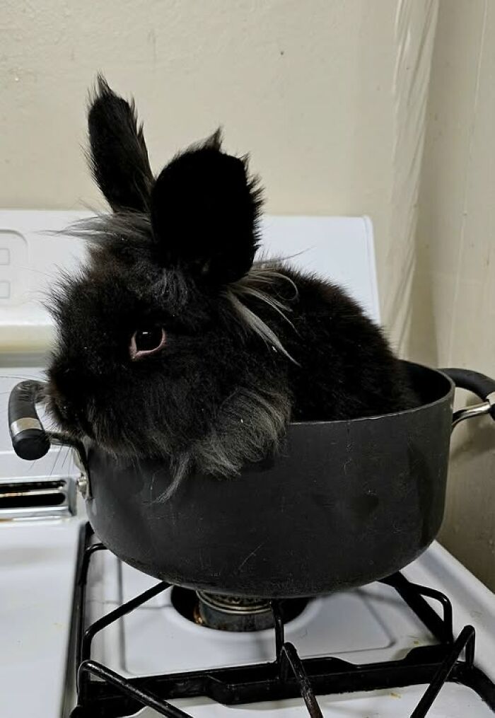 Black fluffy rabbit sitting inside a cooking pot on a stove, showcasing funny and deceptive rabbit behavior.