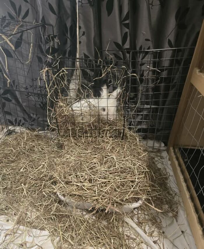 Black and white rabbit hiding in a cage surrounded by scattered hay, showcasing deceptive fluffball behavior by rabbit owners.