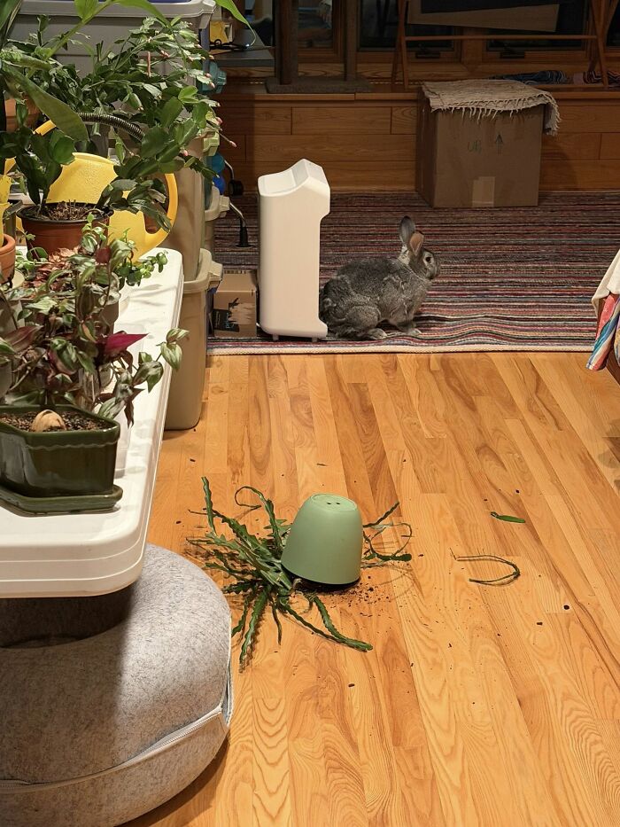 Gray rabbit sitting on a rug near a knocked-over potted plant on a wooden floor, typical rabbit owner mishap.