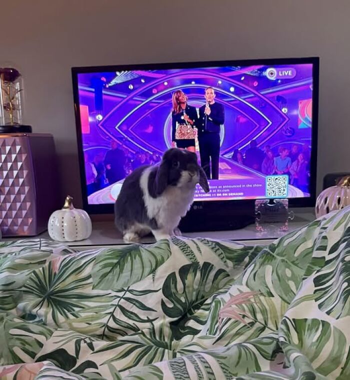 Rabbit sitting on a bed with leafy patterned bedding in front of a TV showing a colorful live broadcast.
