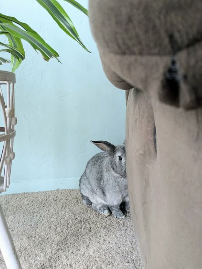 Gray rabbit hiding behind a couch on carpet near a plant, showing deceptive fluffy behavior of rabbit owners' pets.