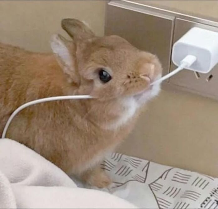 Rabbit biting a charger cable near wall outlet, showcasing deceptive behavior of these hilarious rabbit fluffballs.