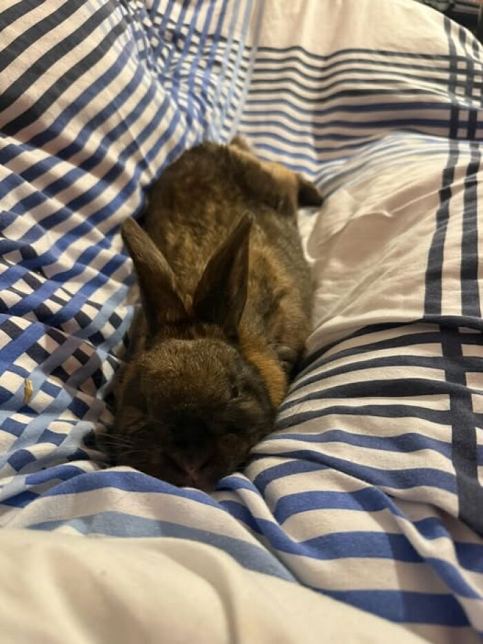 Brown rabbit lying stretched out on striped bed sheets, showcasing deceptive fluffball behavior of rabbit owners' pets.