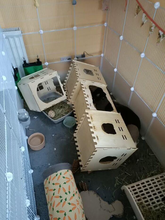 Indoor rabbit enclosure with wooden hideouts, hay, and toys showcasing deceptive fluffballs in a cozy setup by rabbit owners.