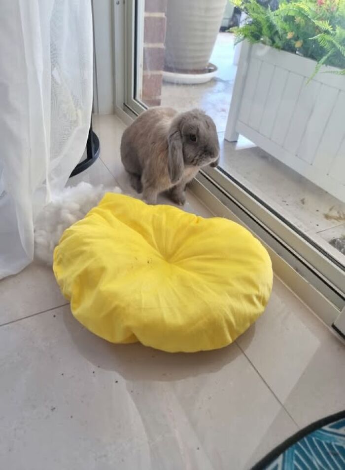 Rabbit sitting by a glass door near a torn yellow cushion with stuffing scattered on the floor, showcasing deceptive fluffballs.