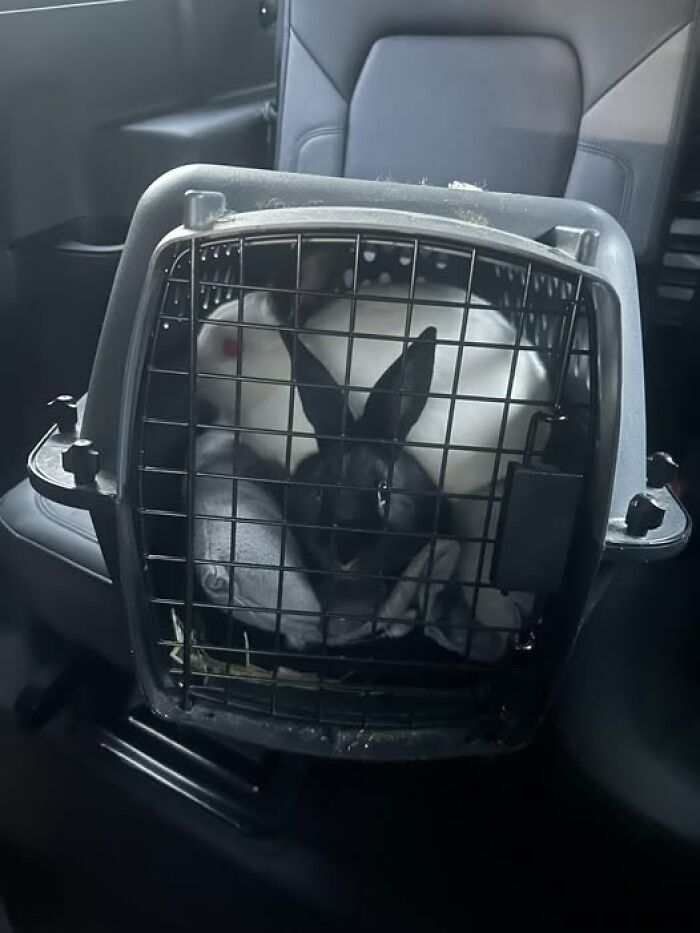 Two rabbits sitting closely inside a pet carrier in a car, showcasing deceptive fluffballs behavior of rabbits.
