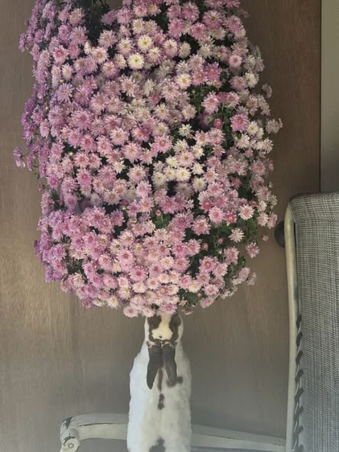 White and brown rabbit standing under a large bush of pink flowers in a home setting, showcasing deceptive fluffballs behavior.