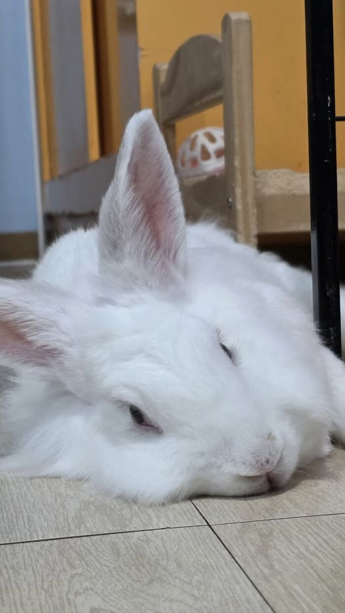 White rabbit lying on the floor indoors, showcasing the deceptive fluffballs behavior of rabbit owners' hilarious pets.
