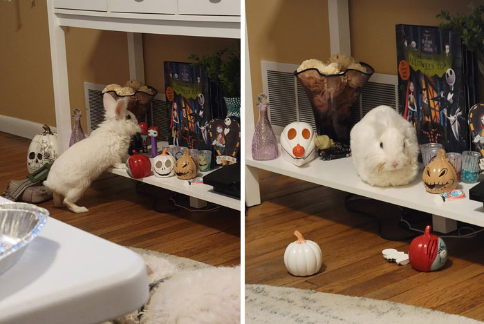 Two photos of a white rabbit exploring and sitting on a shelf with Halloween decorations, showcasing deceptive fluffballs.